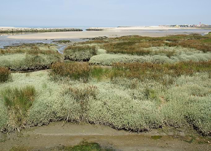 Coastal Salt Marsh Landscape in Esponede