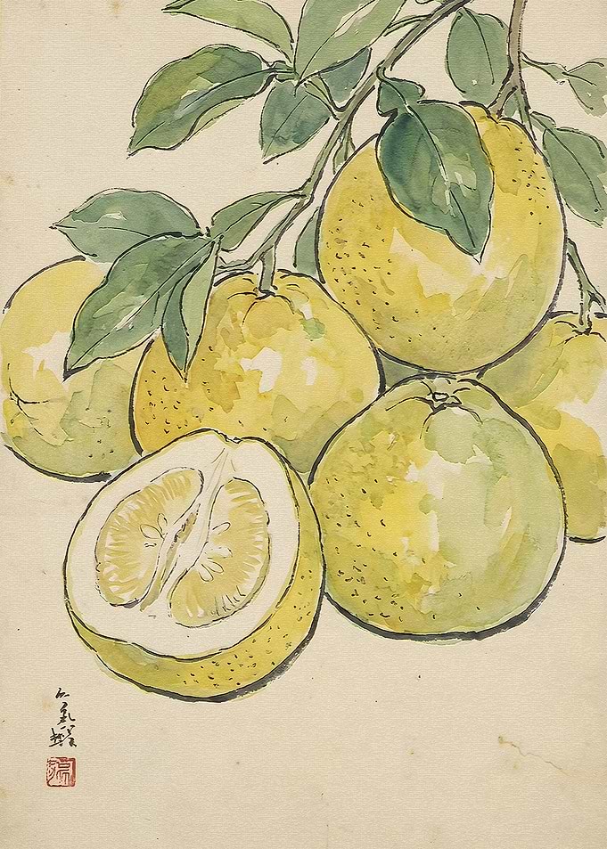 Traditional Watercolor Painting of Pomelos