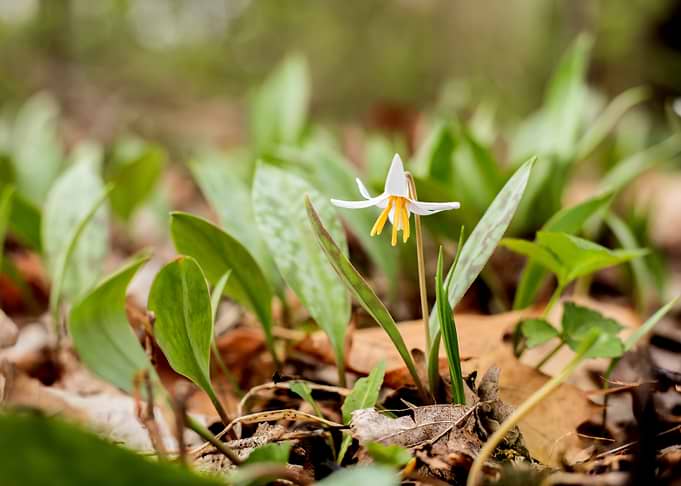 White Trout Lily in Forest