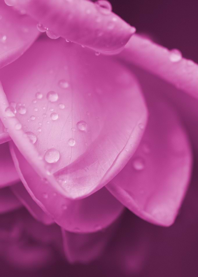 Pink Rose Petals