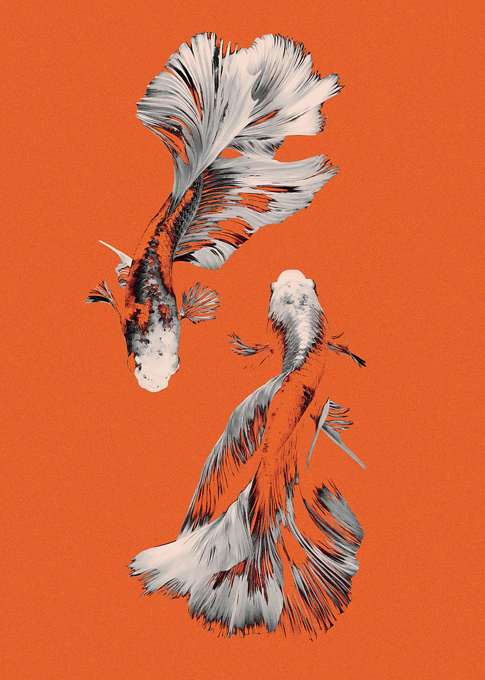 Two Elegant Betta Fish