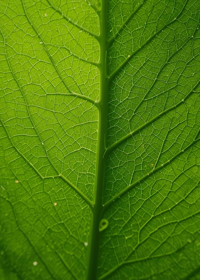 Macro View of Green Leaf Veins