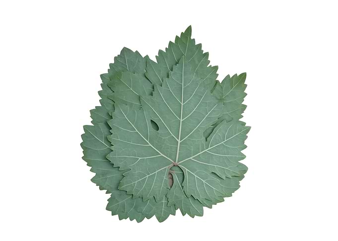 Fresh Green Grape Leaves