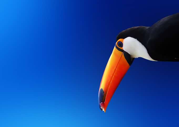 Toco Toucan Against Blue Background
