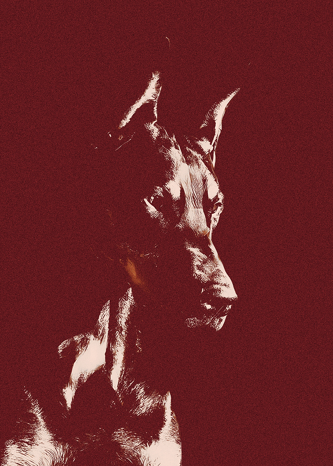 Doberman Pinscher Portrait