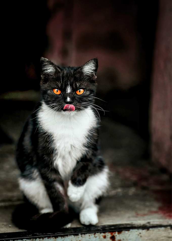 Black and White Cat with Orange Eyes