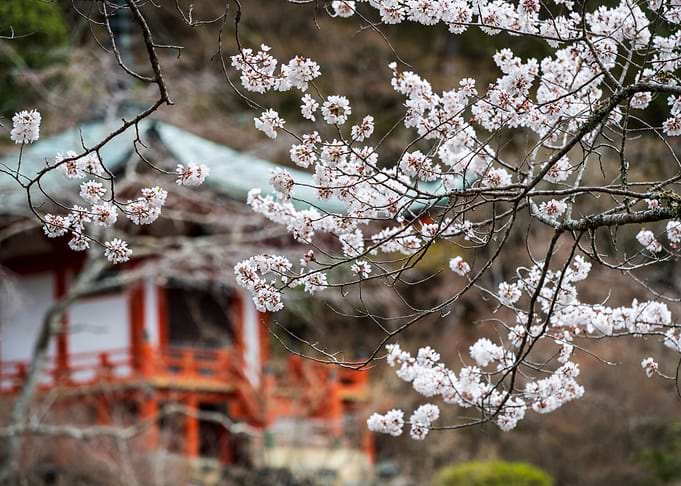 Cherry Blossoms at Japanese Temple