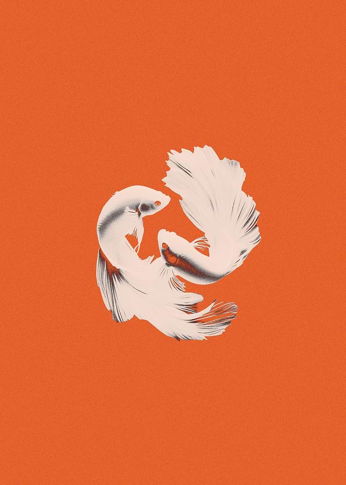 Two White Betta Fish Illustration