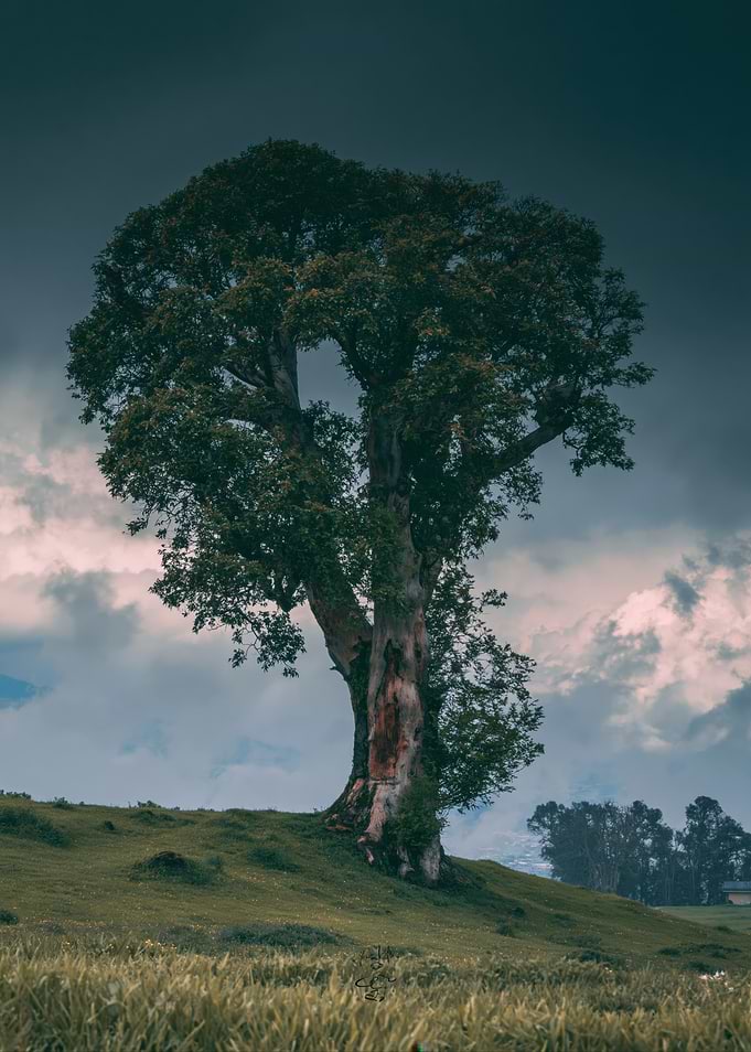 Solitary Ancient Tree Under Stormy Sky