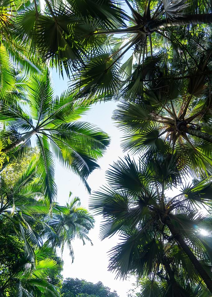 Lush Tropical Palm Tree Canopy