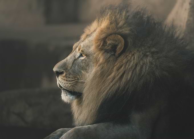 Majestic Lion Portrait