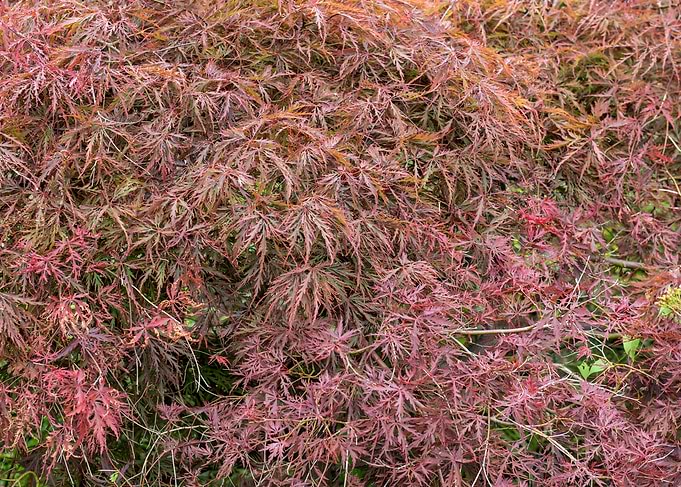 Lacy Red Japanese Maple Foliage