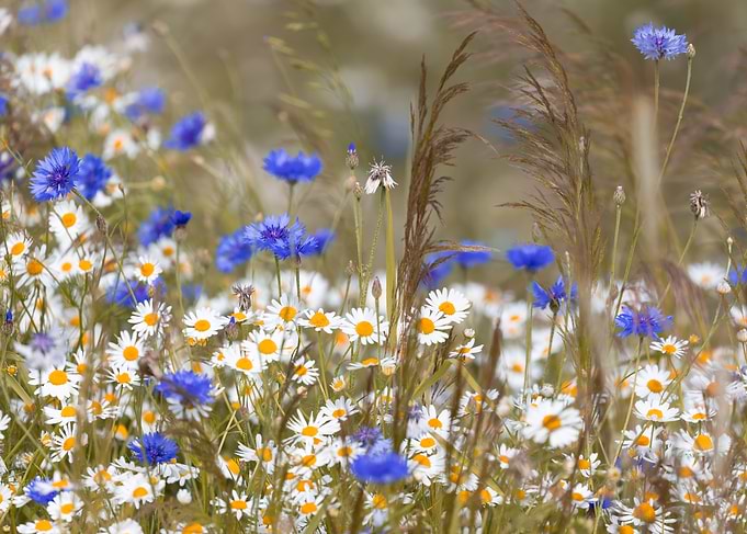 Wildflower Meadow with Daisies and Cornflowers