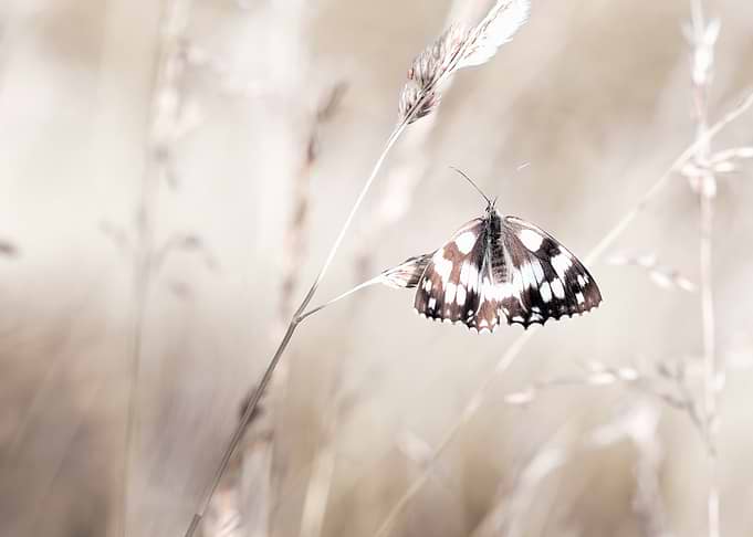 Marbled White Butterfly on Grass