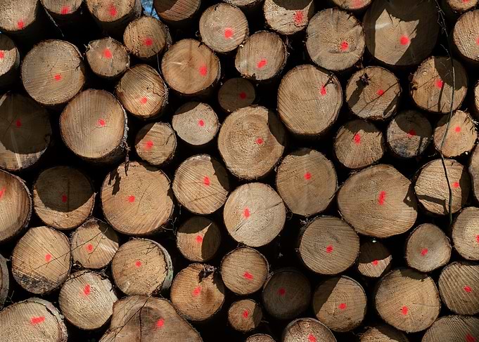 Stacked Logs with Red Paint Marks