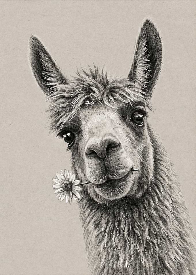 Charcoal Drawing of Llama with Daisy
