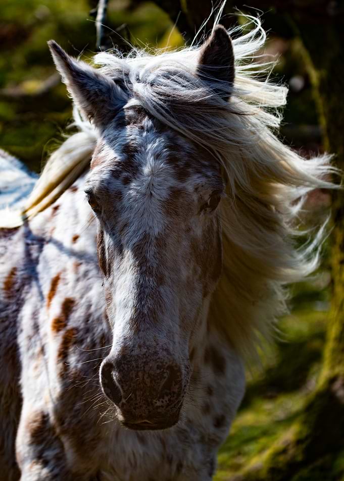 Spotted Dartmoor Pony with Flowing Mane