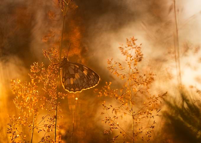 Marbled White Butterfly at Sunset
