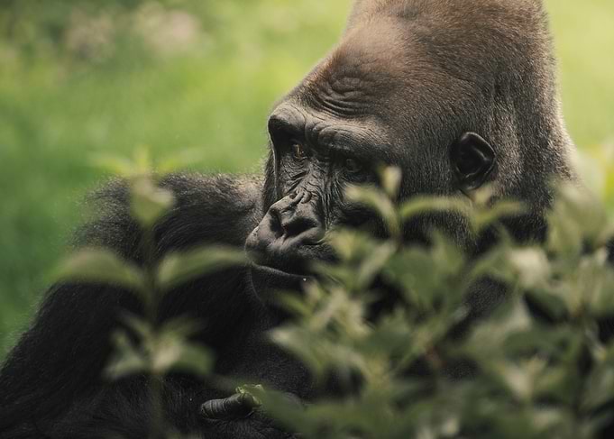 Silverback Gorilla in Natural Habitat