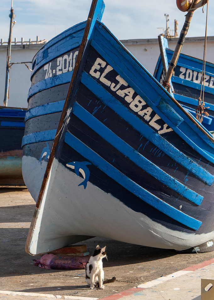 Cat Sitting by Blue Fishing Boat