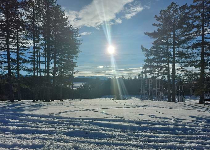 Sunny Winter Landscape with Pine Trees
