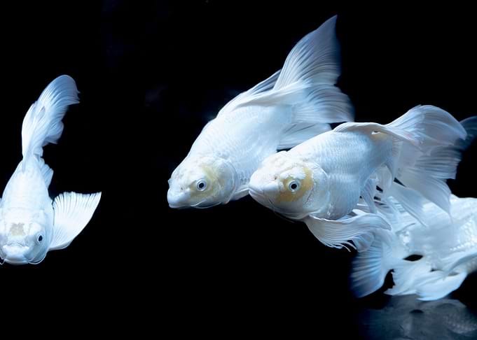 Elegant White Goldfish Swimming