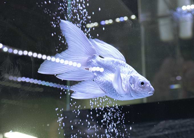 Elegant White Goldfish in Aquarium