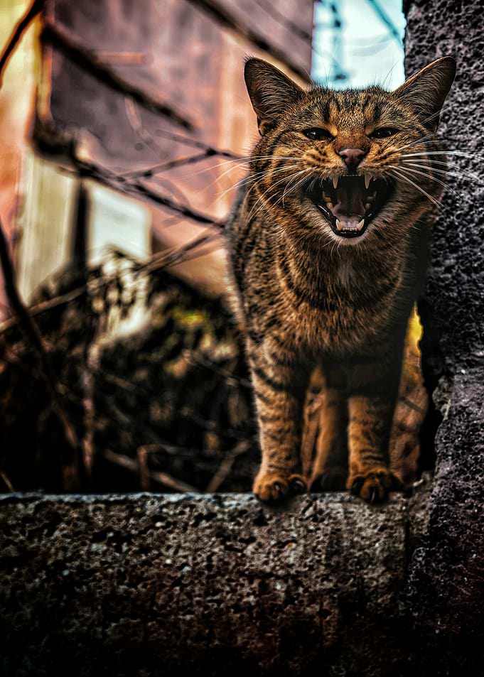 Aggressive Tabby Cat Hissing