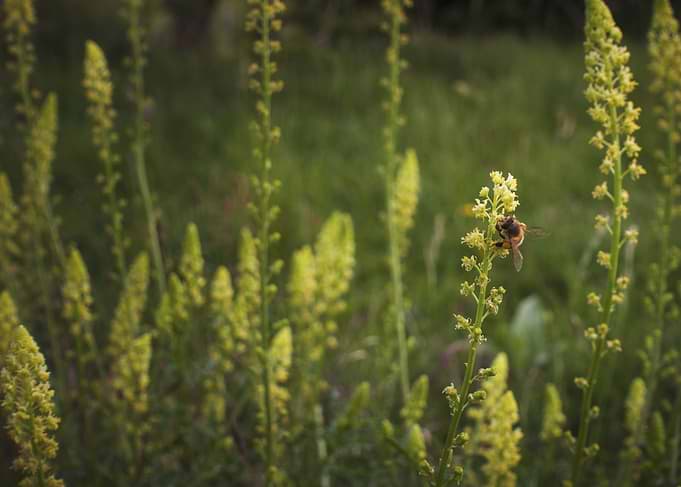 The Forager: Barnack Hills and Holes