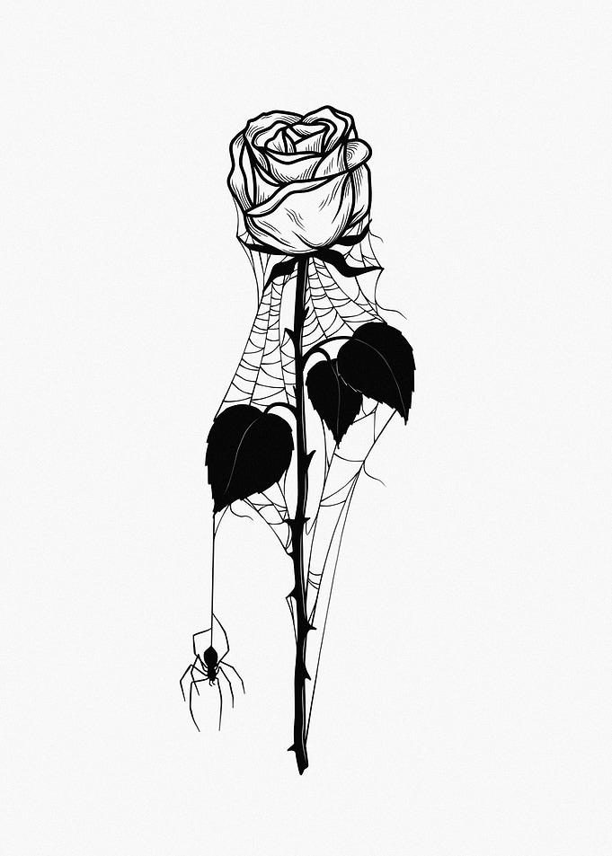 Spider and Web Rose Illustration