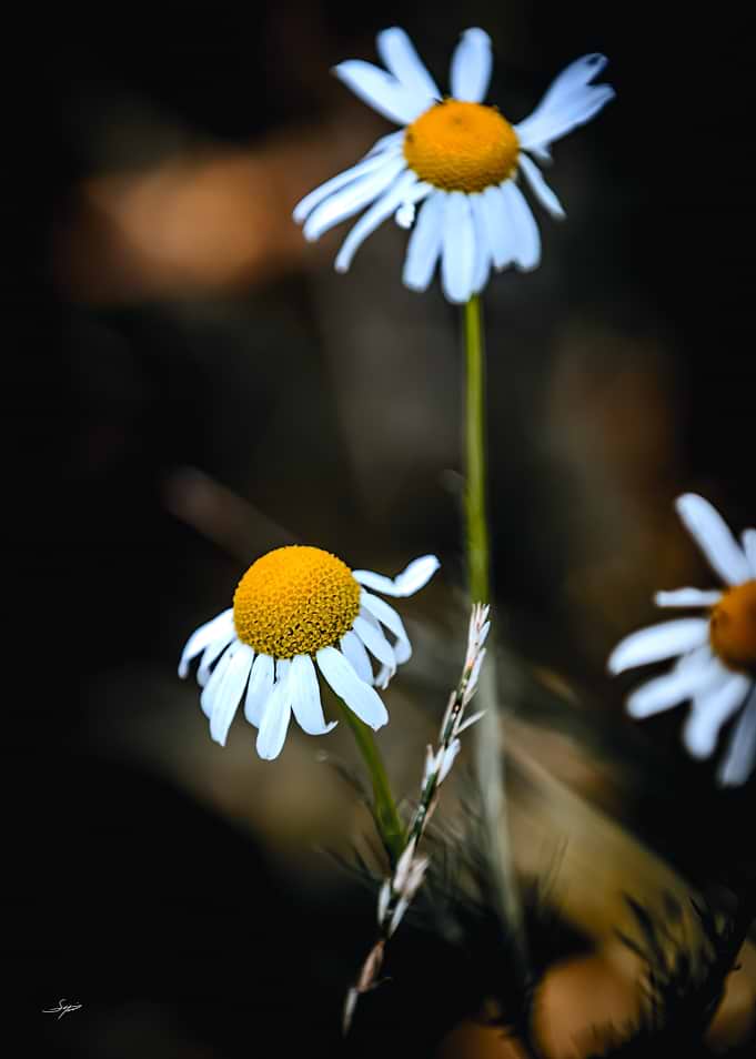 Of White