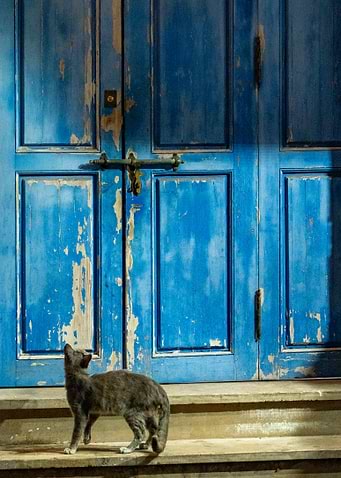 Grey Cat Before Blue Door