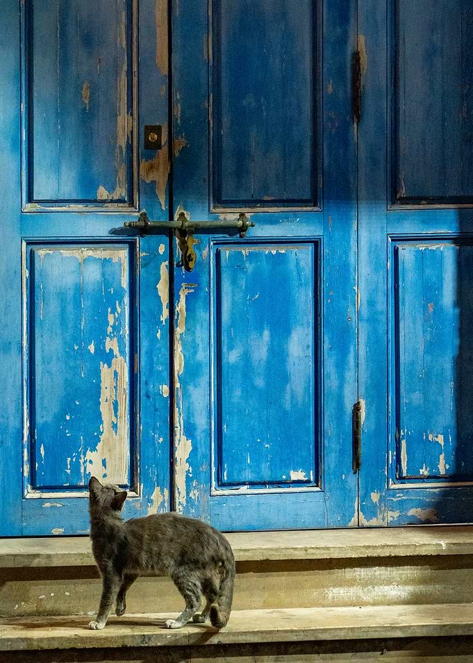 Grey Cat Before Blue Door