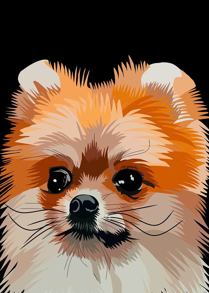 Stylized Portrait of a Pomeranian