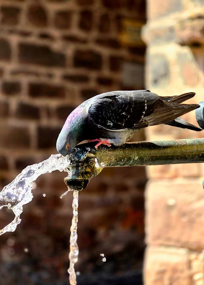 Pigeon Drinking from Stone Fountain