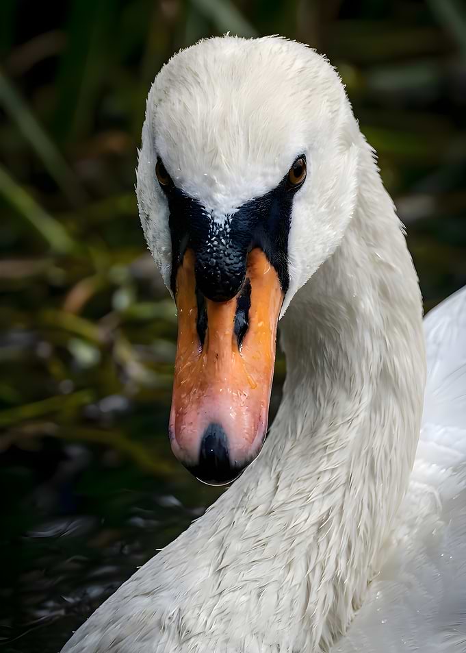 Close-up Portrait of a Mute Swan