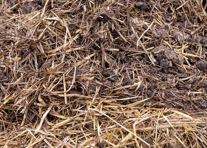 Close-up of Farm Manure and Straw
