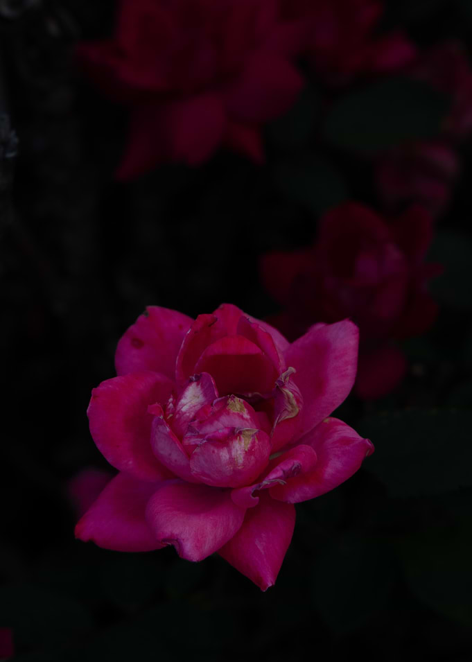 Deep Pink Rose in Shadow