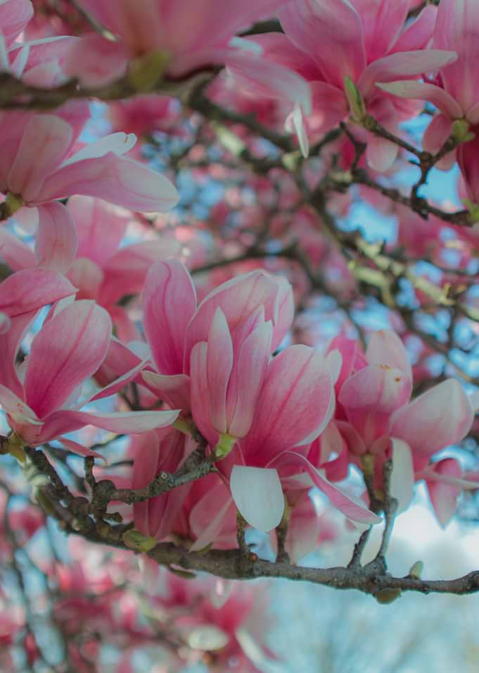 Vibrant Pink Magnolia Blossoms