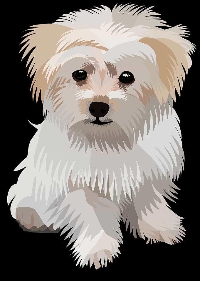 Cute Fluffy White Puppy Illustration