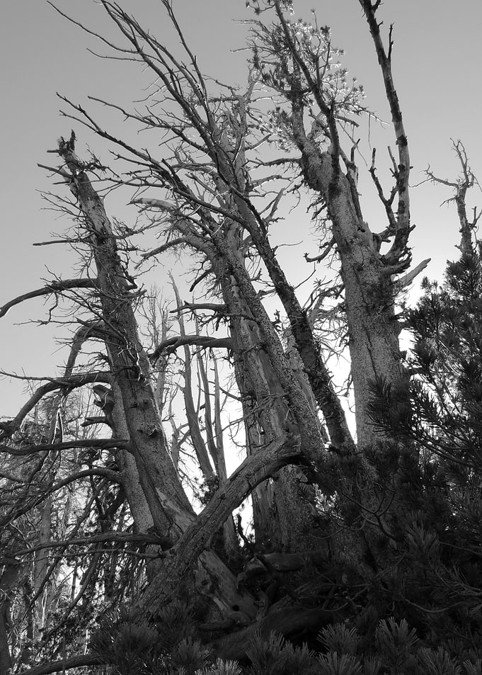 Rising Dead