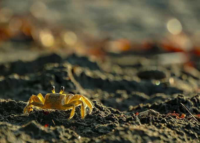Golden Ghost Crab on Sandy Beach