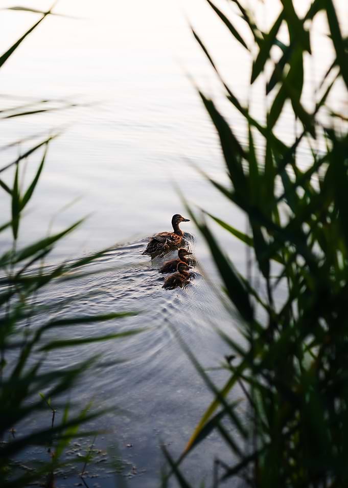 Mother Duck and Ducklings Swimming