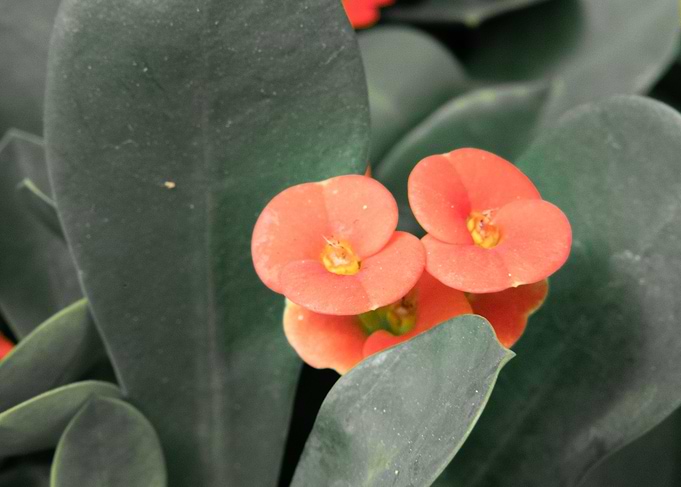 Vibrant Orange Crown of Thorns Flowers