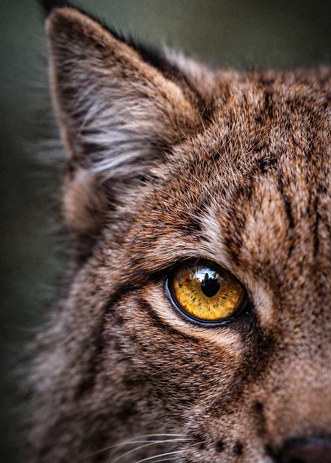 Close-up Portrait of a Lynx Eye