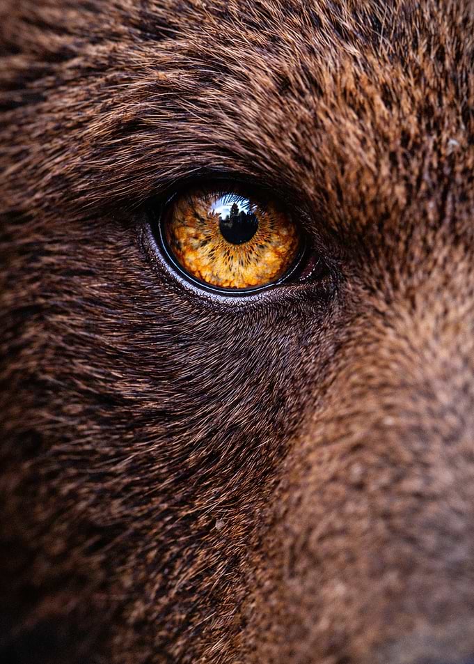 Close-up of a Wolf's Eye