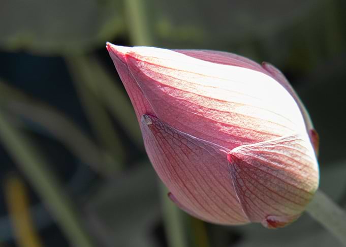 Close-up of a Pink Lotus Bud