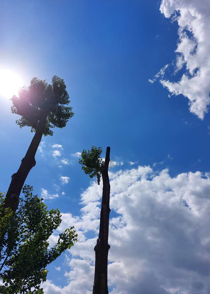 Tall Trees Against Blue Sky