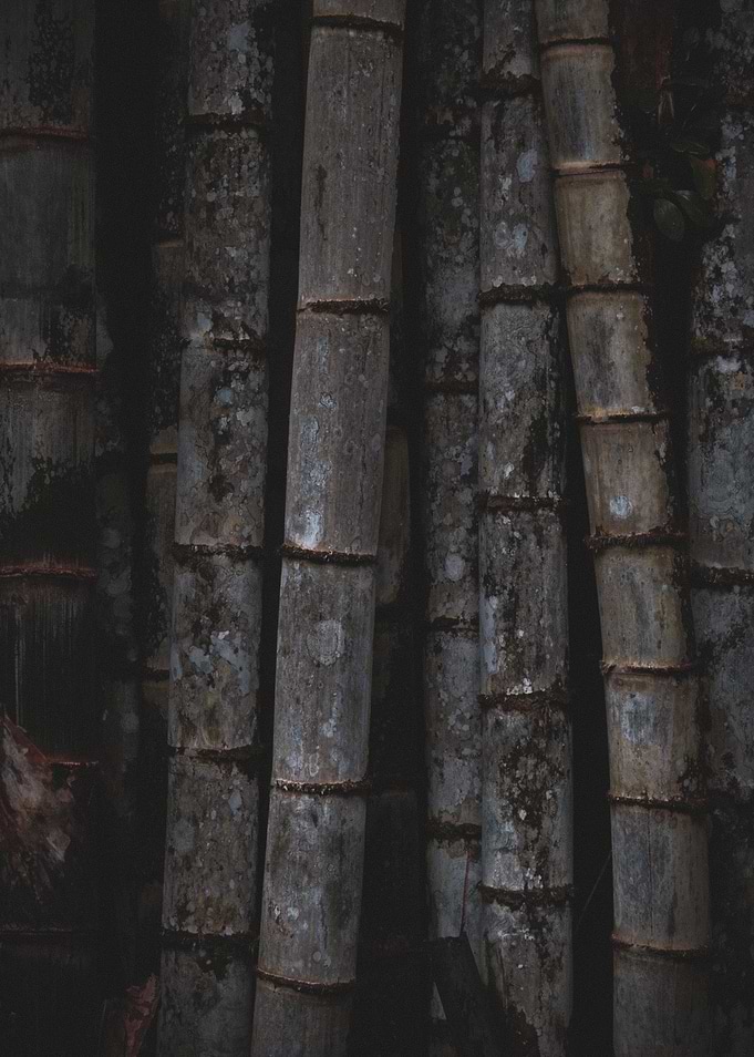 Dark Textured Bamboo Stalks