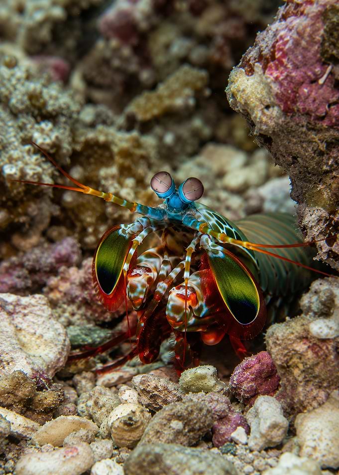 Vibrant Peacock Mantis Shrimp